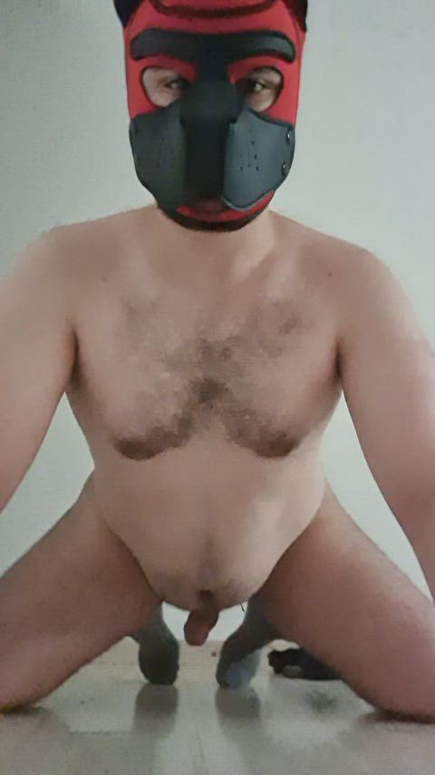 chubby cumshot gay puppy gif