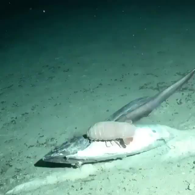 For the people who asked for more deep sea content, feast your eyes on this meal