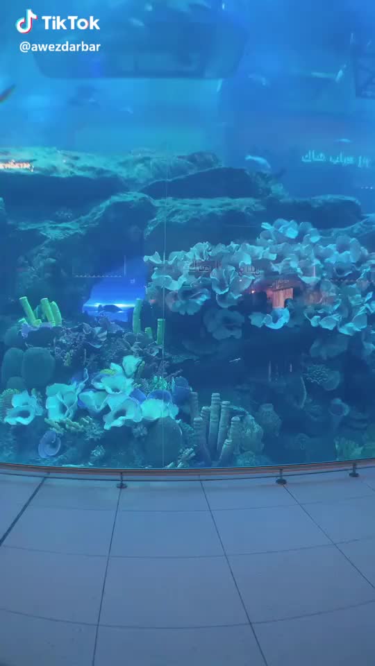  #babyshark at the #underwateraquarium  ? #2019makeawish #tiktokcityhunt #dubai