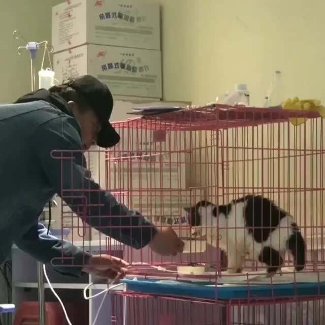 Injured cat craves comfort of human