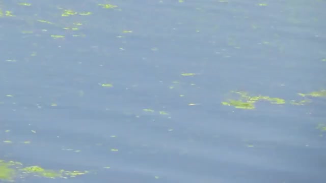 Black Heron hunting.