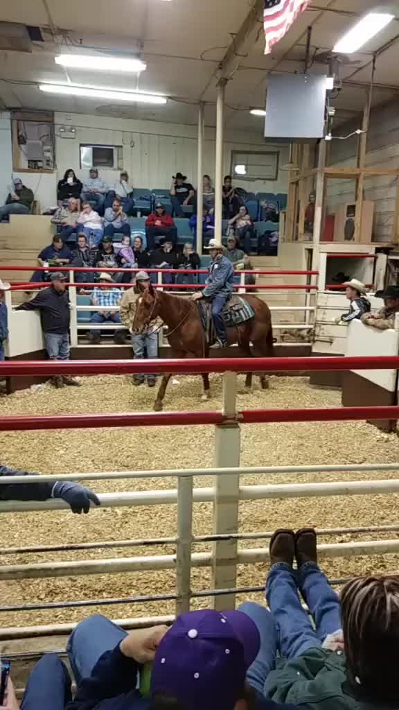 We went to an auction today! for horses and tack! which horse was your fav????❤