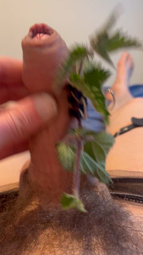 Painful masturbation with nettles clipped to my cock 