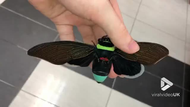 Giant cicada from Borneo