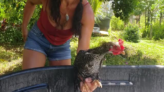 Washing Chickens