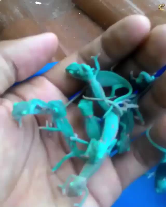 Handful of chameleons