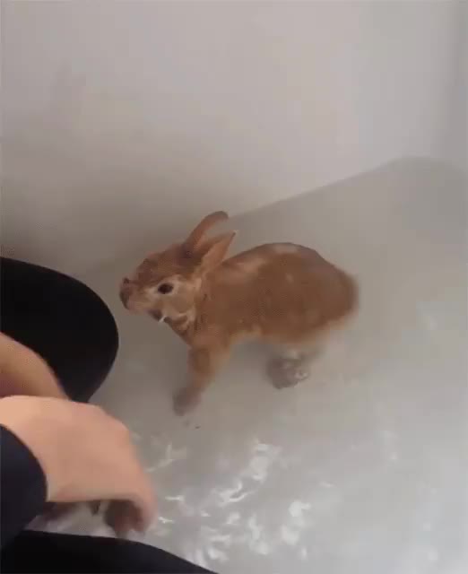 [Delivered] Bunny doesn't enjoy splashes
