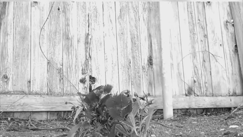 watering flowers