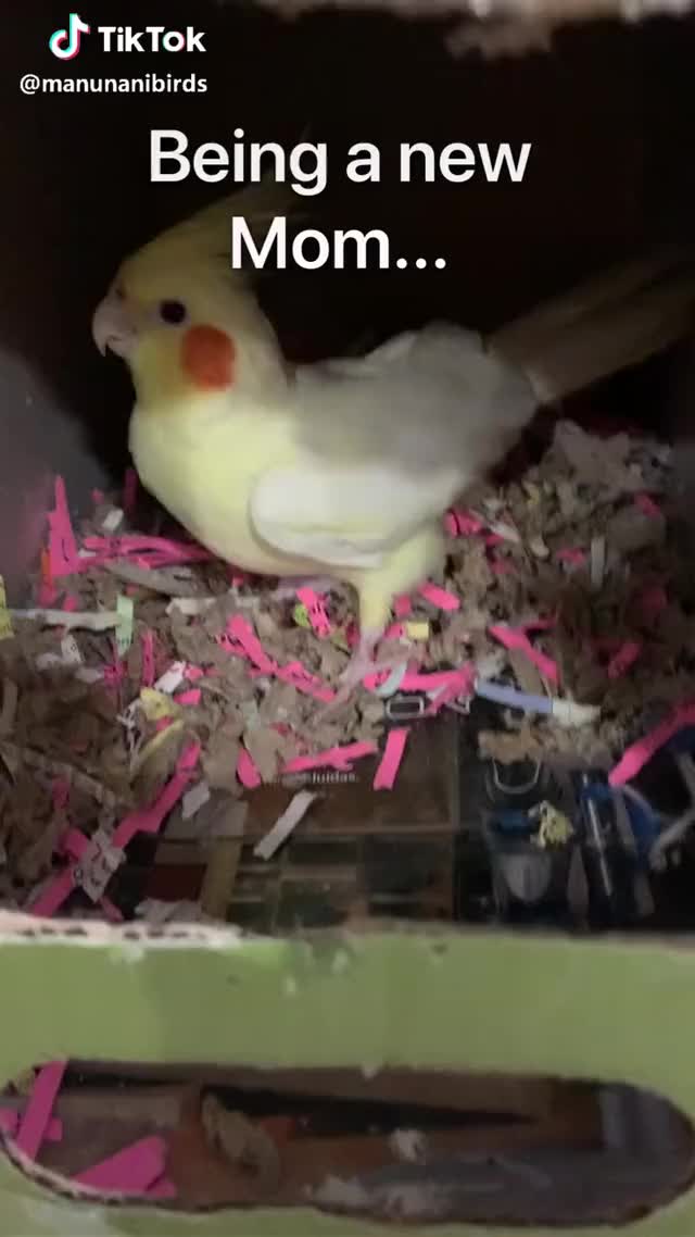  #olivia #cockatiel #bird #parrot #newmom #egg #dontbescared