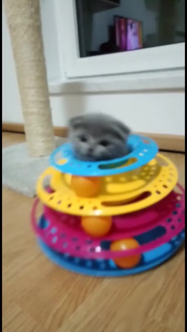 Kitten trying to figure out how to play with her new toy