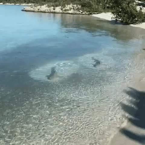 2Sharks