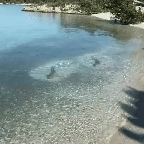 2Sharks