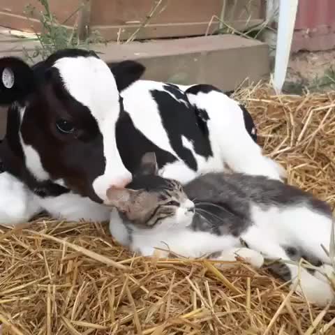 Interspecies friendships are the best friendships