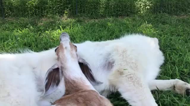 Rescued goat loves his bestie Michael.