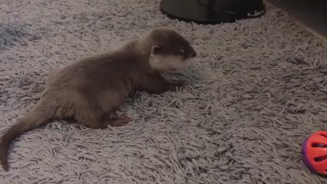 OTteR diES AFtER BEiNG hiT BY a CANNOnbaLL