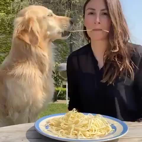 spaghetters