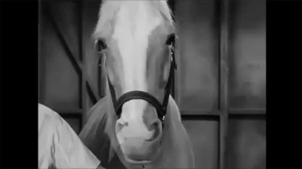 Mr Ed The Talking Horse