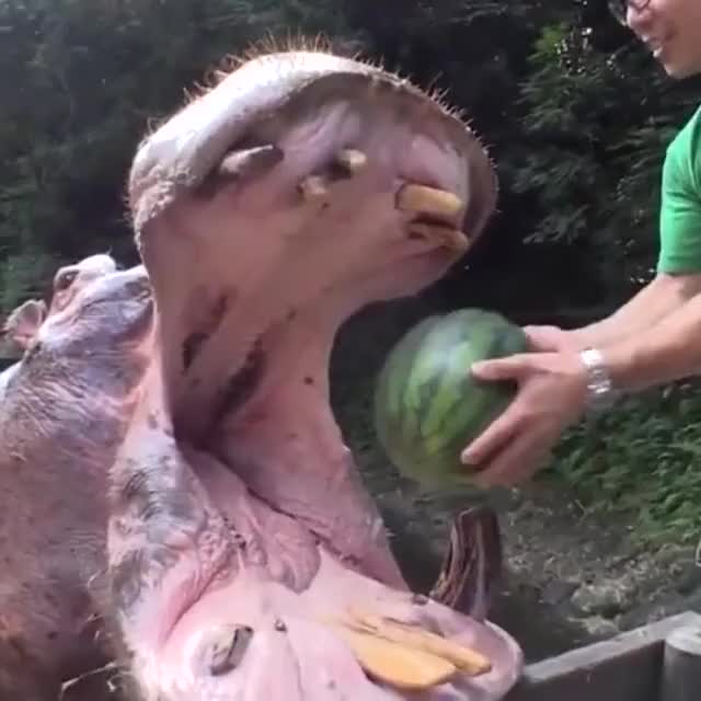 Hippo eating a watermelon