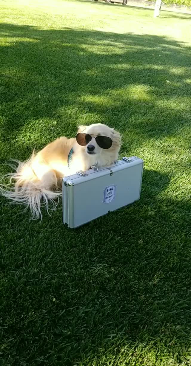 My GF's Mom Is Getting Married and Her Dog Is "Ring Security."