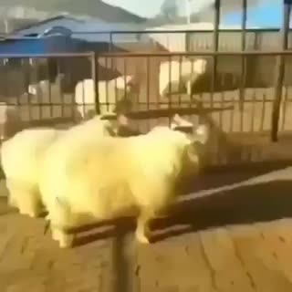 teaching my sheep parkour WCGR