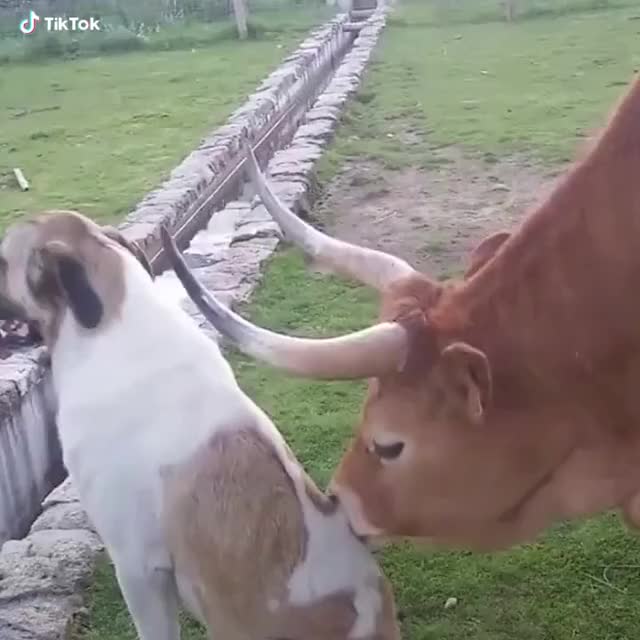 Puppy massage on farm  