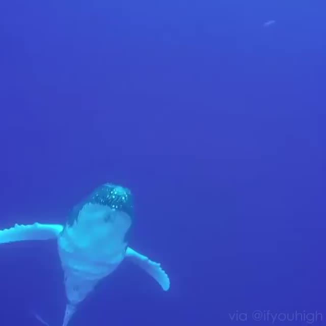 A humpback whale breaching really close!