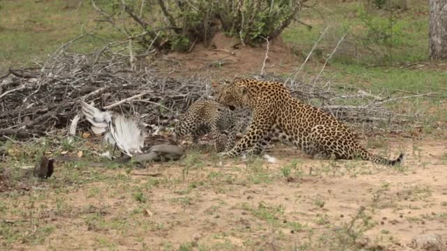 Leopard finds a Snake Eagle entangled with a Black Mamba