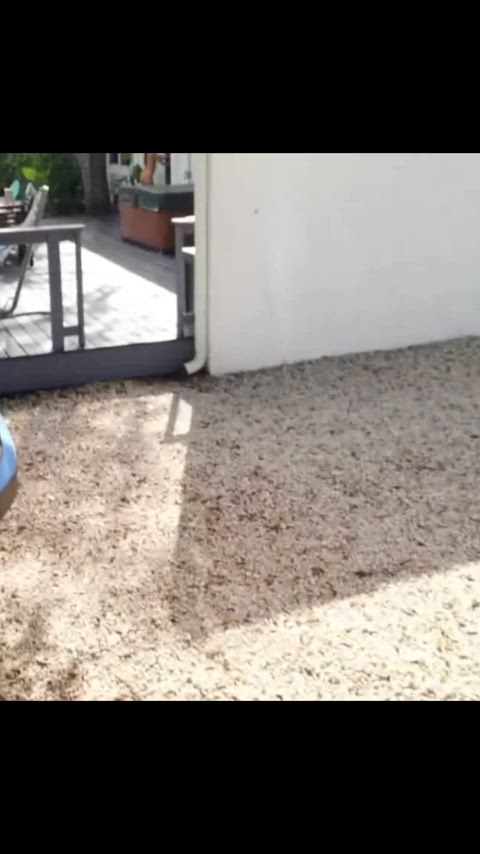 caught latina neighbor gif