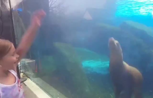 Little Girl makes Sea Lion Dance