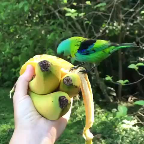 Green Headed Tanagers?? • Credit:@nebirds • Follow our family : @masitech for