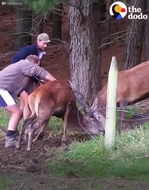 These two deer were stuck together by their antlers — until these guys came a...