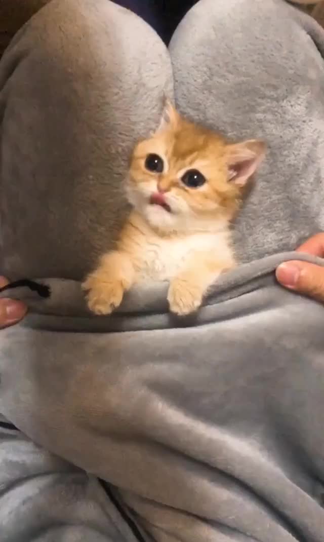 Playing Peekaboo with a kitten