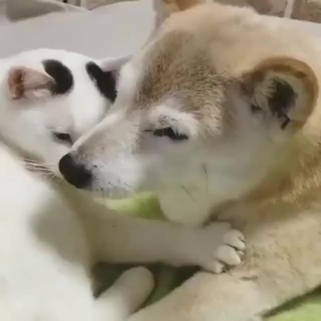 Two best friends cuddling