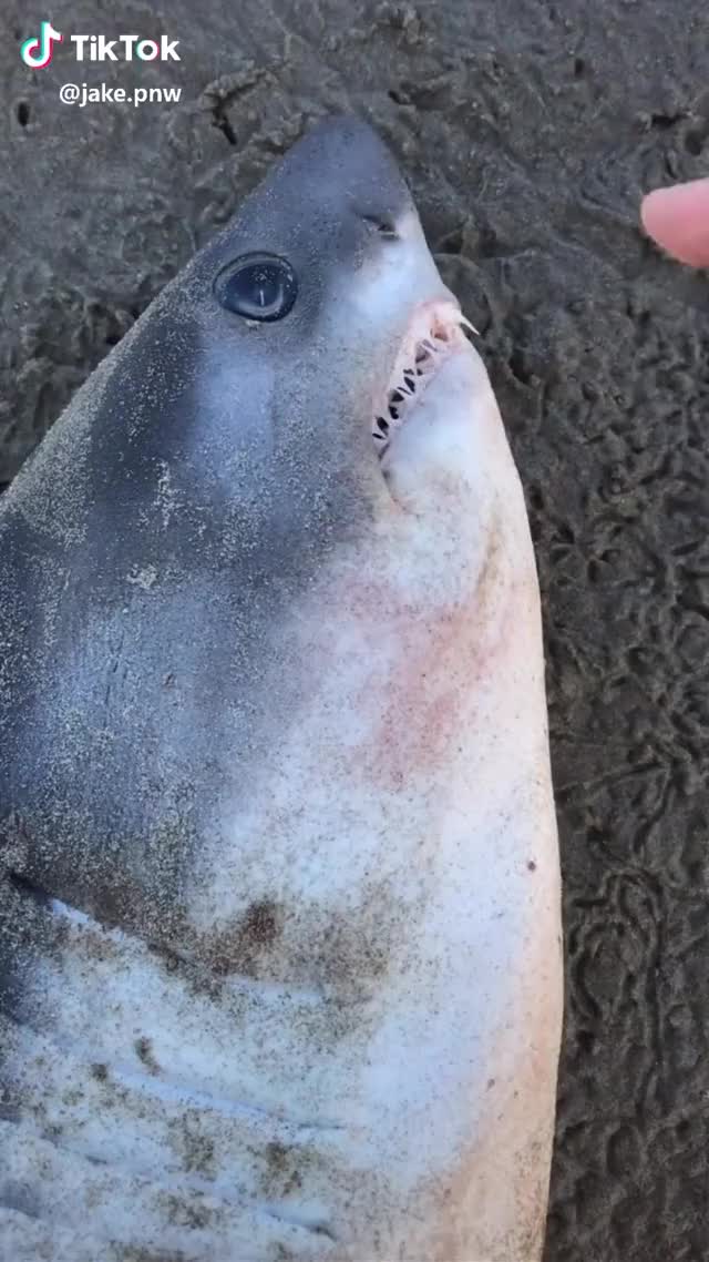 It looks like a mini Great White! ? #shark #oregon #animals #theoceanshow #nature