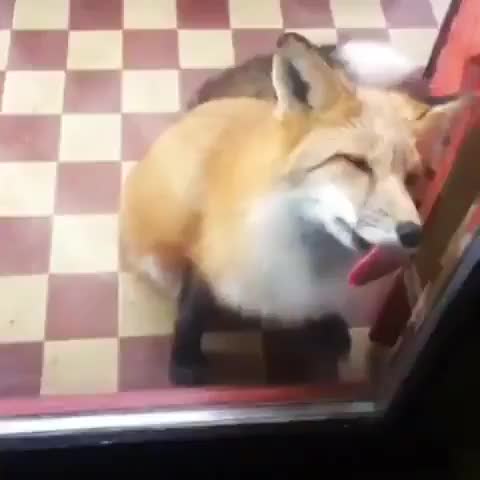 Fox encounters a problem with windows