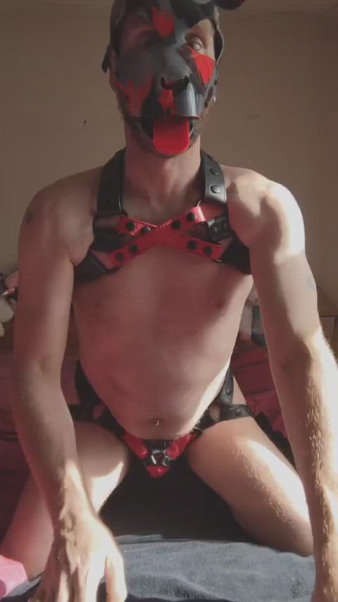 gay puppy tail plug gif