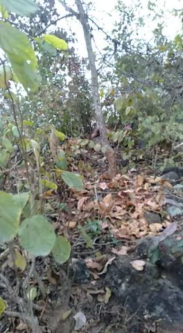 Desperate couple couldn't find a hotel so they started fucking in jungle.