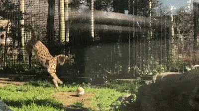 jumping ocelot