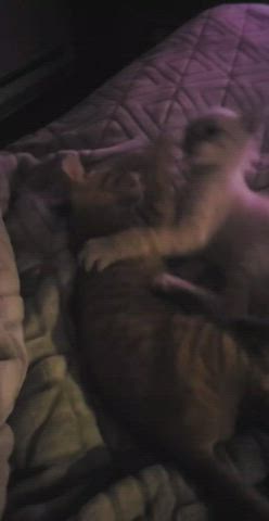 kitten kitty wrestling gif