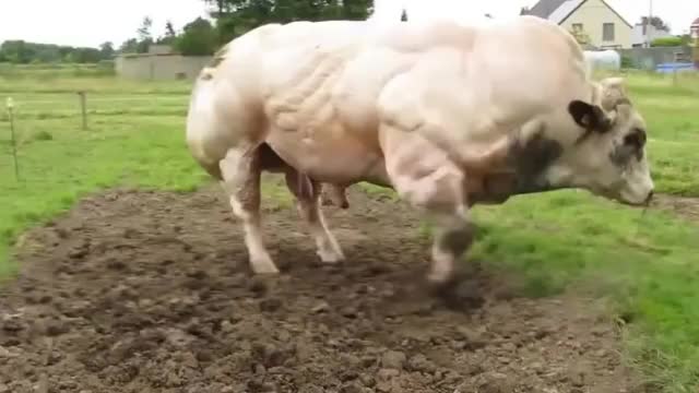 Belgian Blue Bull