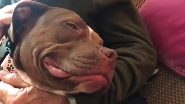 Sir Patrick Stewart and his foster dog Ginger, who has now found a new home