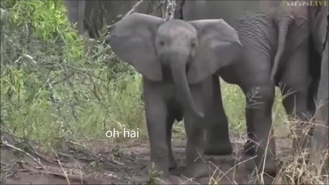 bbelephant