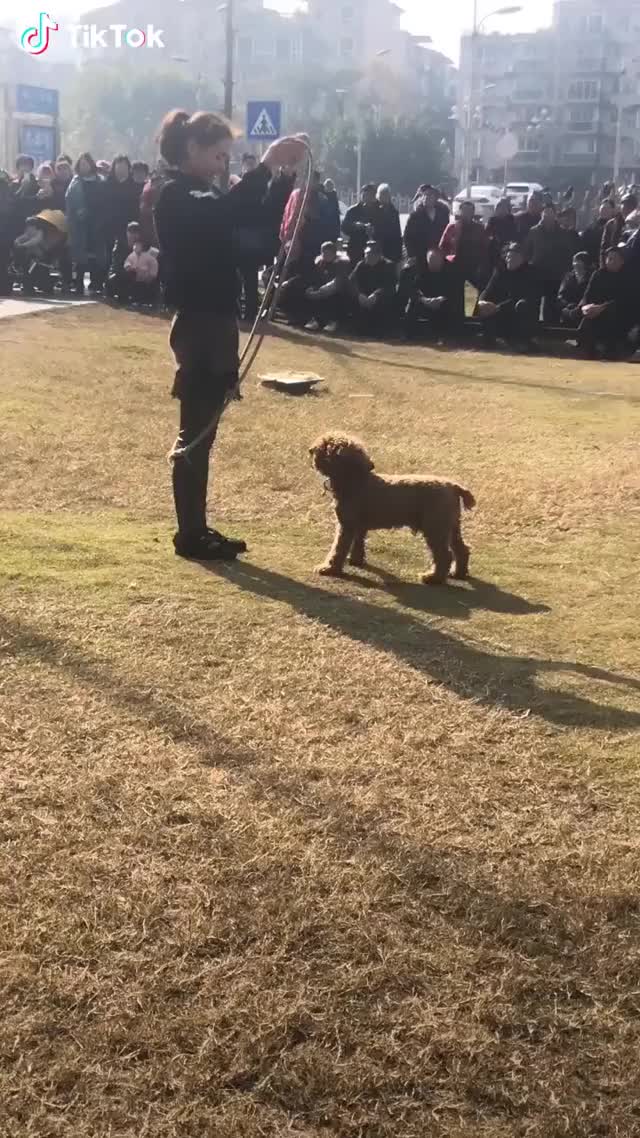 Jump rope with your dog, 