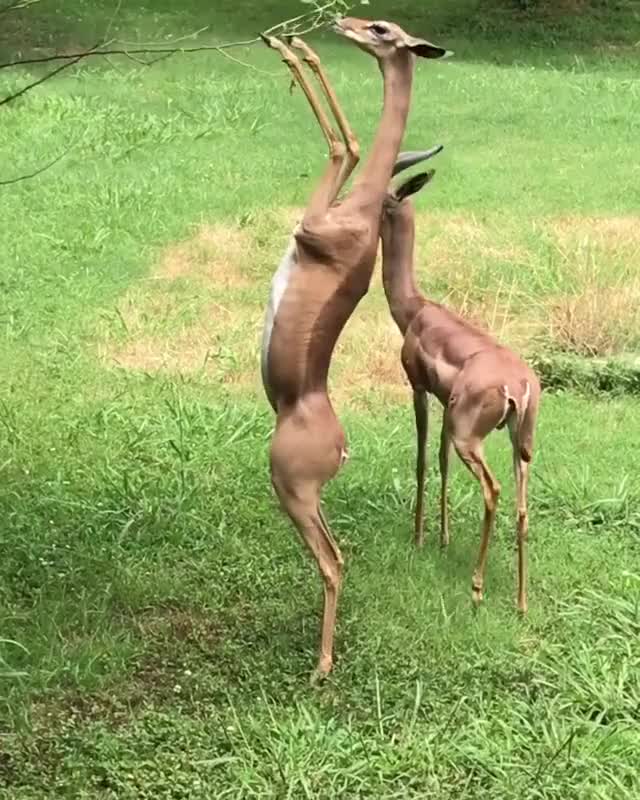 deer learns his brother