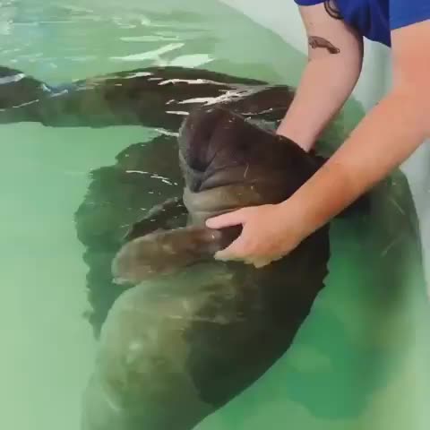 manatee