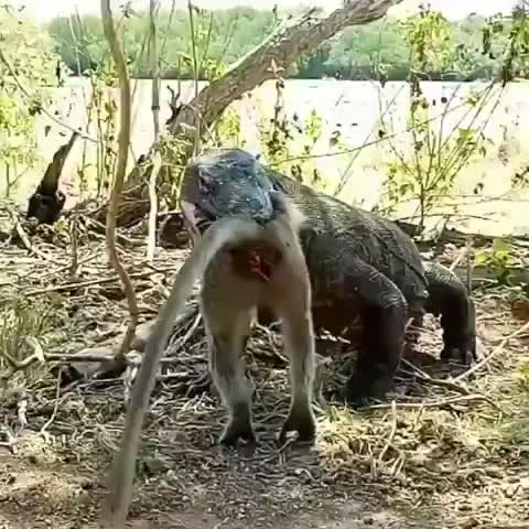 Komodo Eating Some Primate
