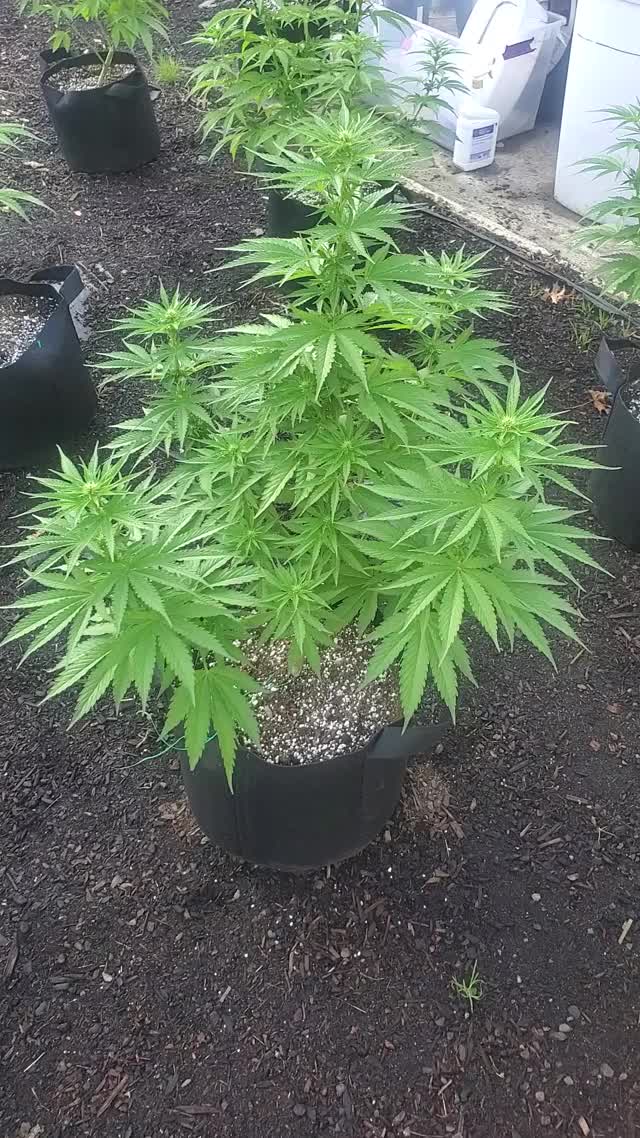 Too Many Buds Sites?