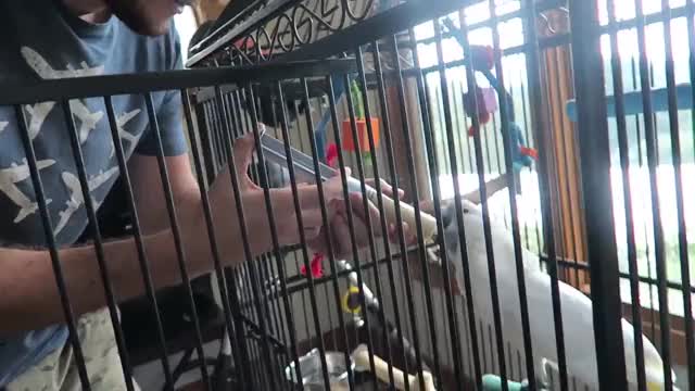 Cockatoo Loves Babyfood