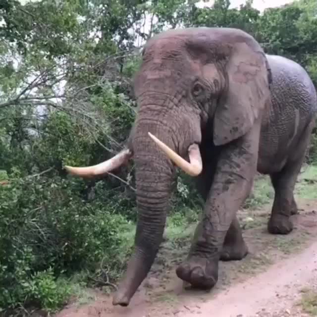 Massive bull elephant passing by on a reserve in Africa