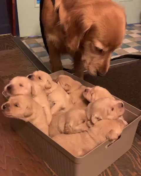 watching over her wiggly pups